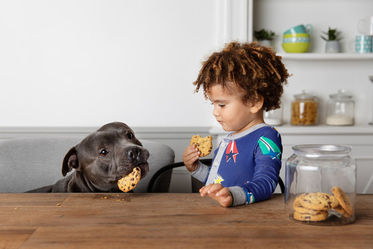 Boy and dog steal and eat cookies