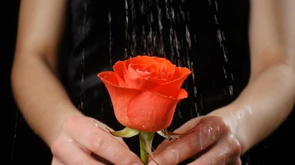 Girl's hands holding wet ruby-red rose under rain