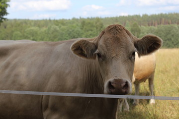 Obraz premium A brown cow 