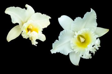 White Cattleya orchid Cattleya are orchid with white petals are layer yellow pollen Cattleya have clipping path on black background. 