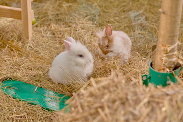 Small rabbits