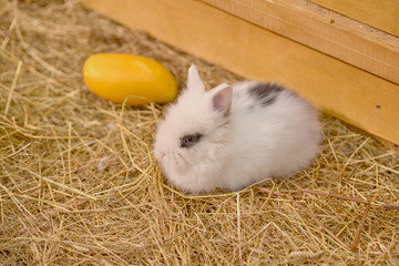 Obraz premium Small rabbits