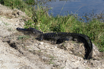 Alligator at Lake Apopka Wildlife Drive, Orlando, Florida