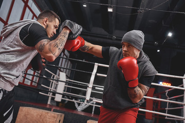 Right hook to the paw. Focused athlete in boxing gloves training on boxing paws while standing in...