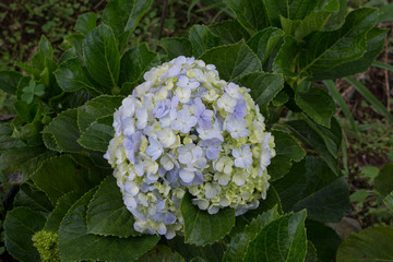  Hortensia flower sumer nature