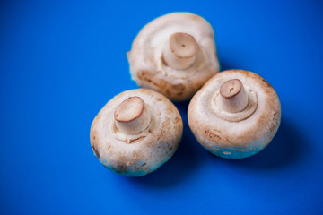 Mushrooms champignons on a blue background
