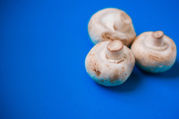 Mushrooms champignons on a blue background