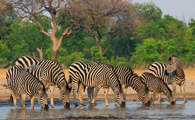Obraz premium A Line of Burchells Zebra drinking from a waterhole with a hazy background in Hwange National Park
