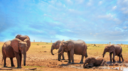 Fototapeta na wymiar Herd of Elephants on the lush plains of Matusadona National Park, with one elephant having a mud bath in a small pool of water. Lake Kariba, Zimbabwe, Southern Africa