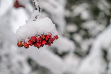 Red berries covered with snow