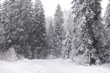 mountain snow fall scene