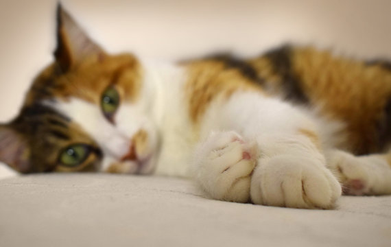 Multi-colored cat, selective focus. Closeup portrait of the cat. Homeless cat sitting on the stone, selective focus.