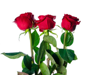 Tree red roses on white background isolation, top view