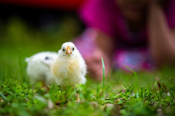 chicks