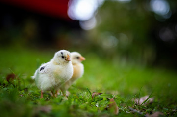 chicks