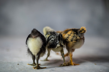 chicks