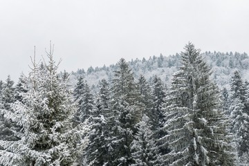 mountain snowy trees. wood trees