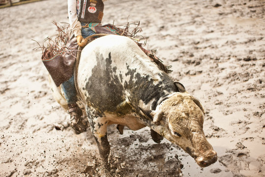 Cowboy Riding Bull In Rodeo.