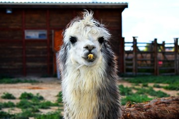 The Alpaca is a species of South American camelid, similar to, and often confused with the llama....