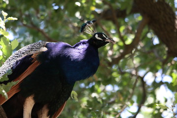 Peacock in its natural habitat.