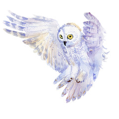 Watercolor hand drawn owl on white background.Isolated hand drawn elements you can use it for a greeting card, for a background, for a cover, for a texture.