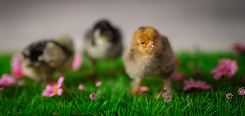 chicks