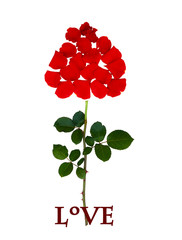 Collage from red rose petals and stem with leaves isolated on white background with clipping path, can be used for valentines, womans mothers or wedding design