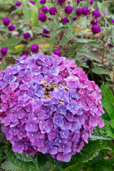  Hortensia flower sumer nature