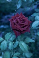 Red rose flower.