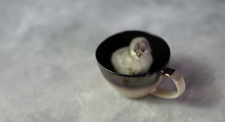 Chick in cup