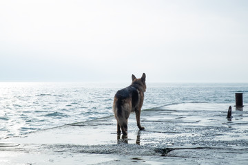 Sad dog stands by the sea and look away