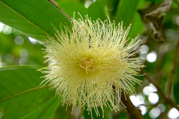 Close up Java apple flower.