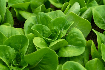 Close up Cos Lettuce plant.
