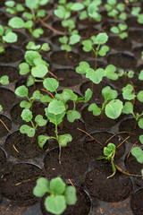 Close up young plant of green oak.