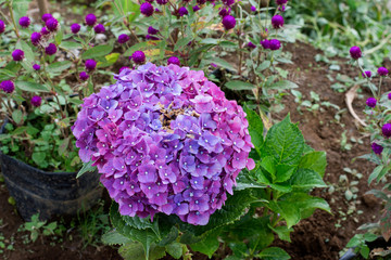  Hortensia flower sumer nature