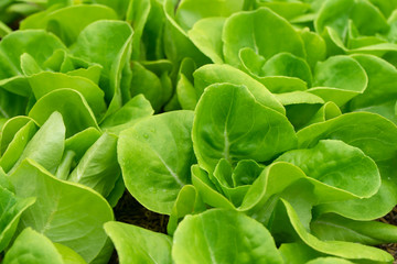 Fototapeta na wymiar Close up Cos Lettuce plant.