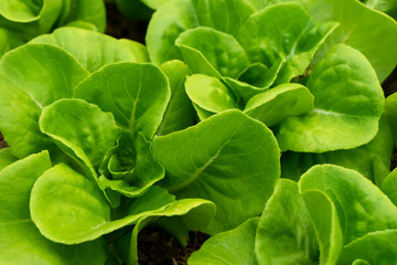 Close up Cos Lettuce plant.