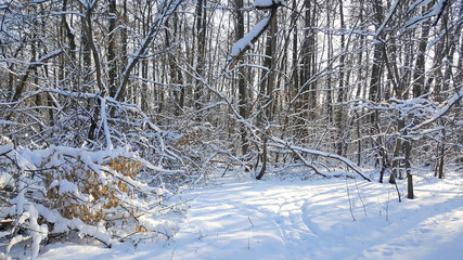 Winter forest
