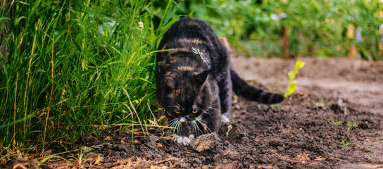 A British cat with yellow eyes walks in the garden. Digging a pit for the toilet