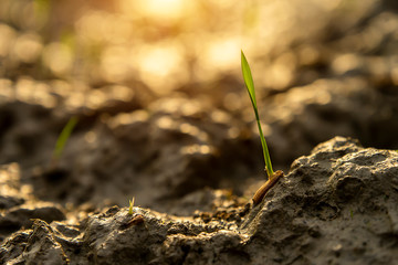 Rice seedlings are growing.