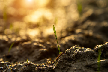 Rice seedlings are growing.