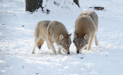 Two wolves in the winter in the forest