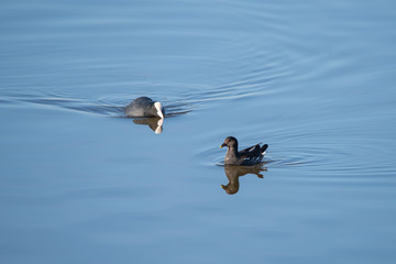 Sakarmeke » Eurasian Coot » Fulica atra