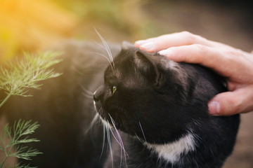 A man's hand strokes a British cat. A gray thoroughbred cat with yellow eyes walks in nature.