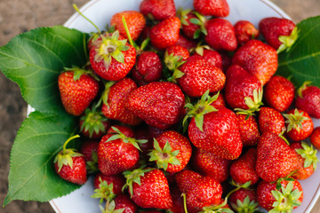 Red strawberries on a white plate. A lot of berries. Summer fruits