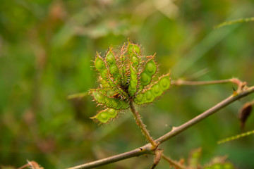 sensitive plant, sleepy plant