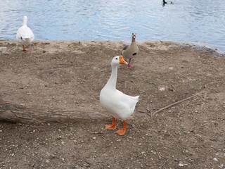 duck on land