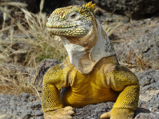 Close up head shot of a Land Iguana, Galapagos Islands