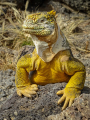 Head shot of a Land Iguana, Galapagos Islands