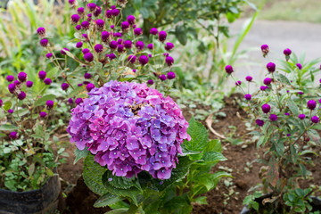  Hortensia flower sumer nature